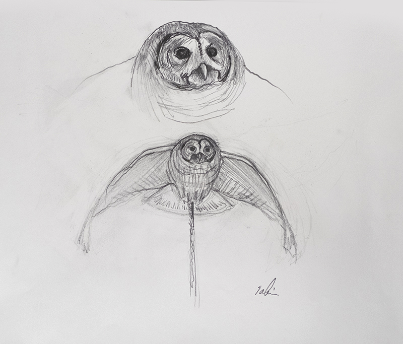 800x683 The Cycle Of Life - Owl In Flight Sketch