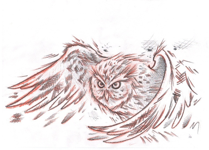 Owl In Flight Sketch at Explore collection of Owl