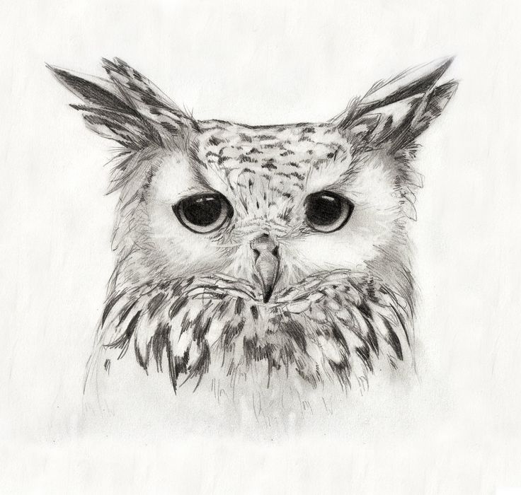 Owl In Flight Sketch At Paintingvalley Com Explore Collection Of