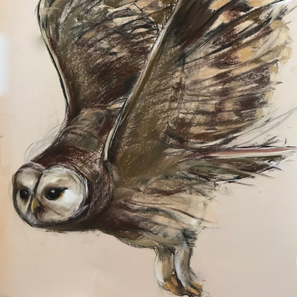 1000x1000 Barred Owl In Flight ~ 22x30 Pastel Holly Wach - Owl In Flight Sketch