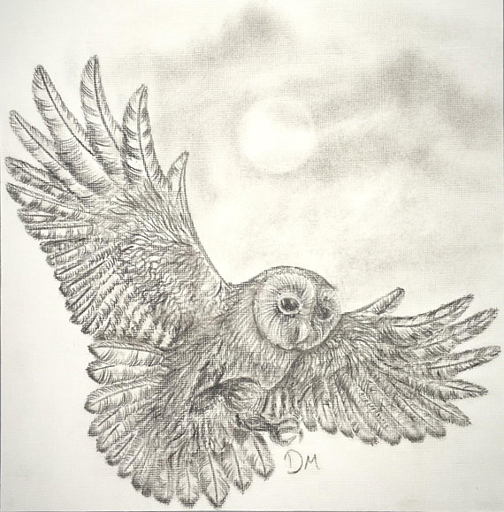 570x579 Charcoal Owl In Flight - Owl In Flight Sketch