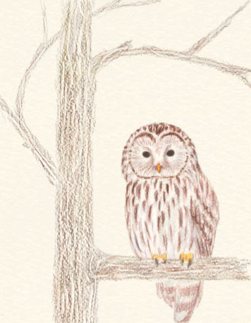 356x459 How To Draw An Owl In Colored Pencil Quarto Knows Blog - Owl Pencil Sketch