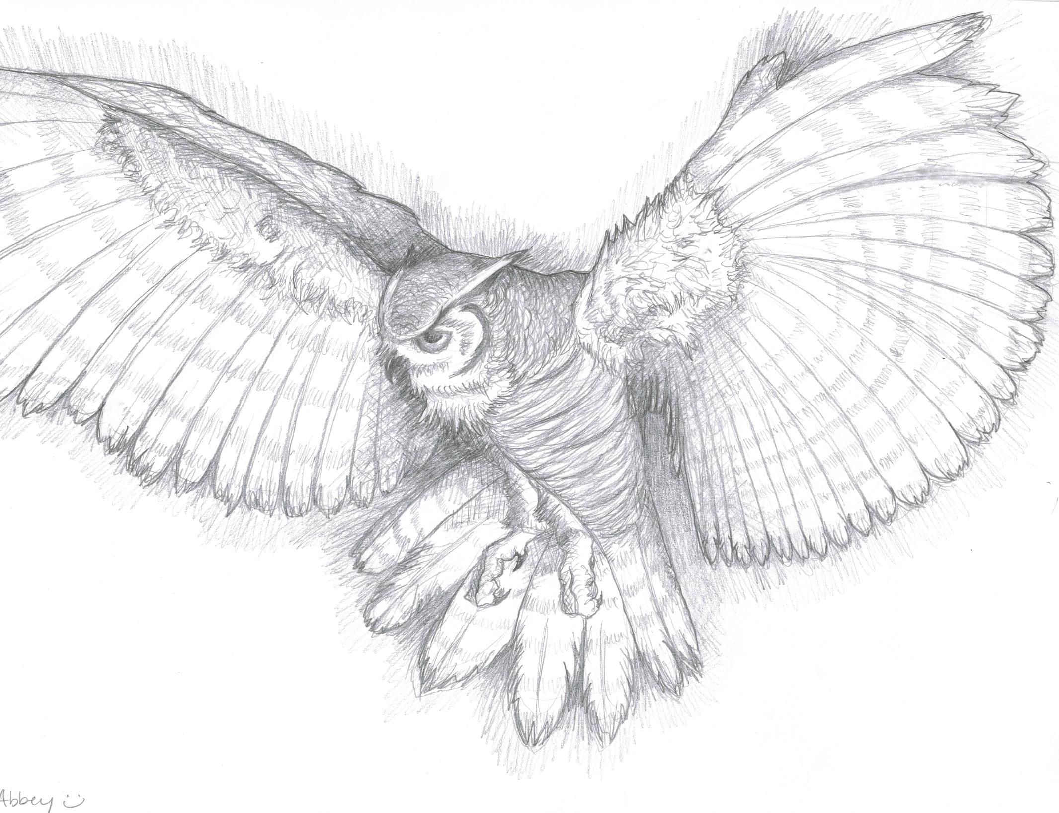 2131x1636 Owl Pencil Drawing - Owl Pencil Sketch