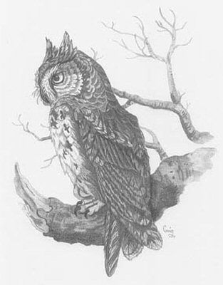 313x400 Owl Pencil Sketch - Owl Pencil Sketch