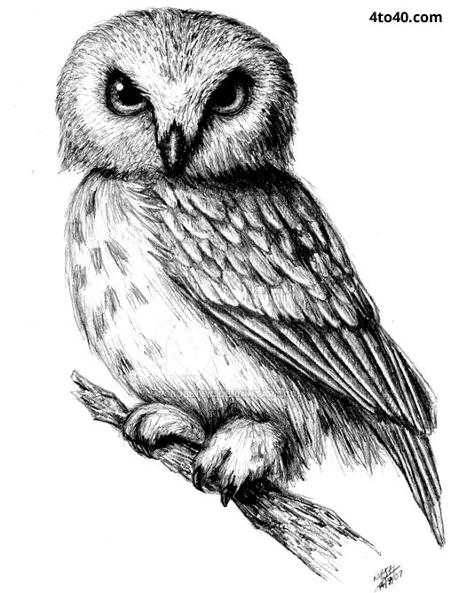 Owl Pencil Sketch at PaintingValley.com | Explore collection of Owl ...