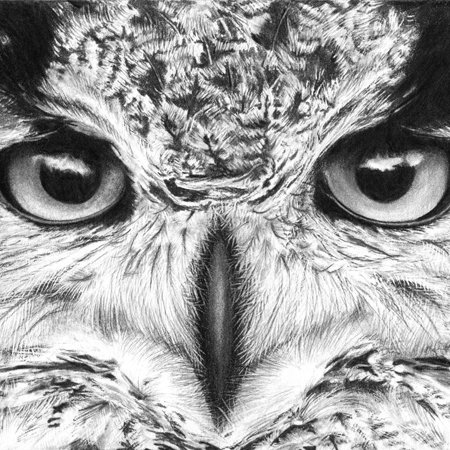 450x450 Pencil Portraits Lauren Ellis - Owl Pencil Sketch