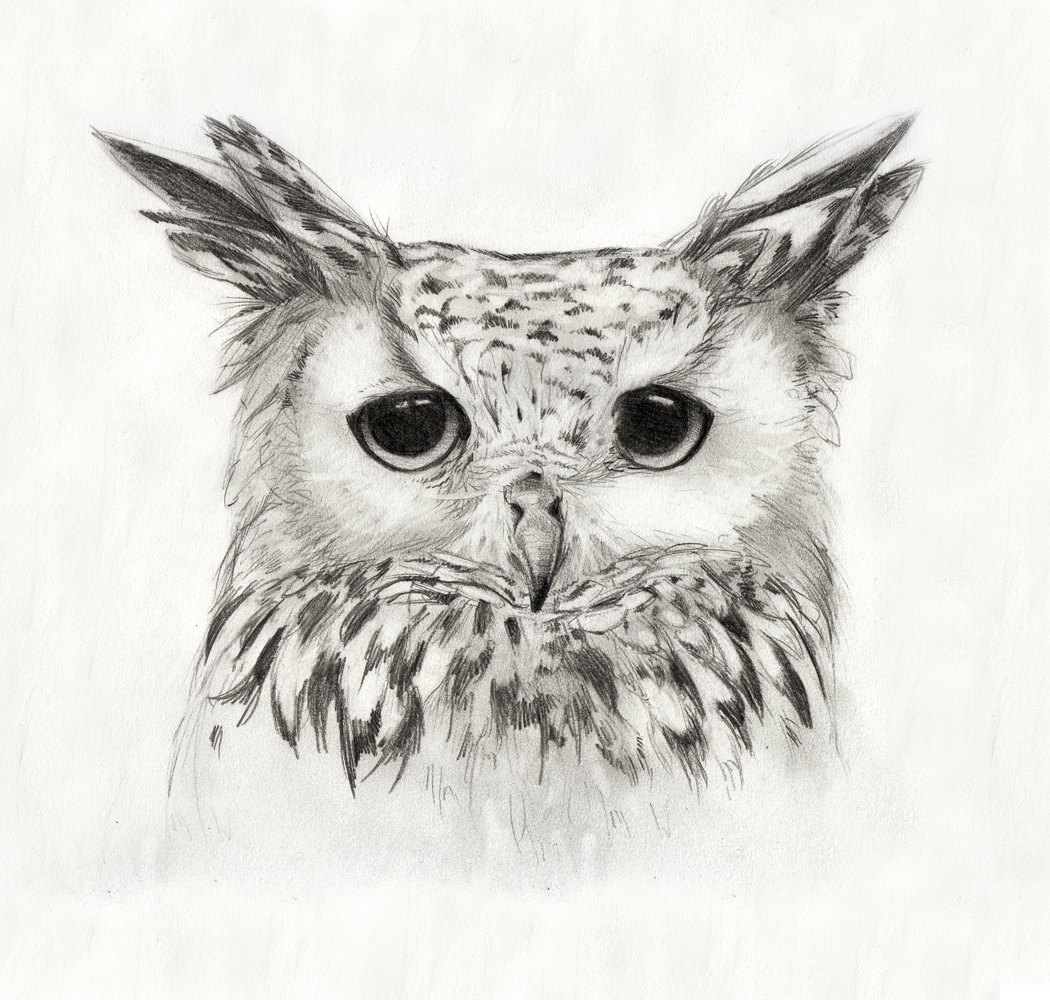 1050x1000 Pencil Sketch Of Owl Images About Owl Tatoo Owl - Owl Pencil Sketch