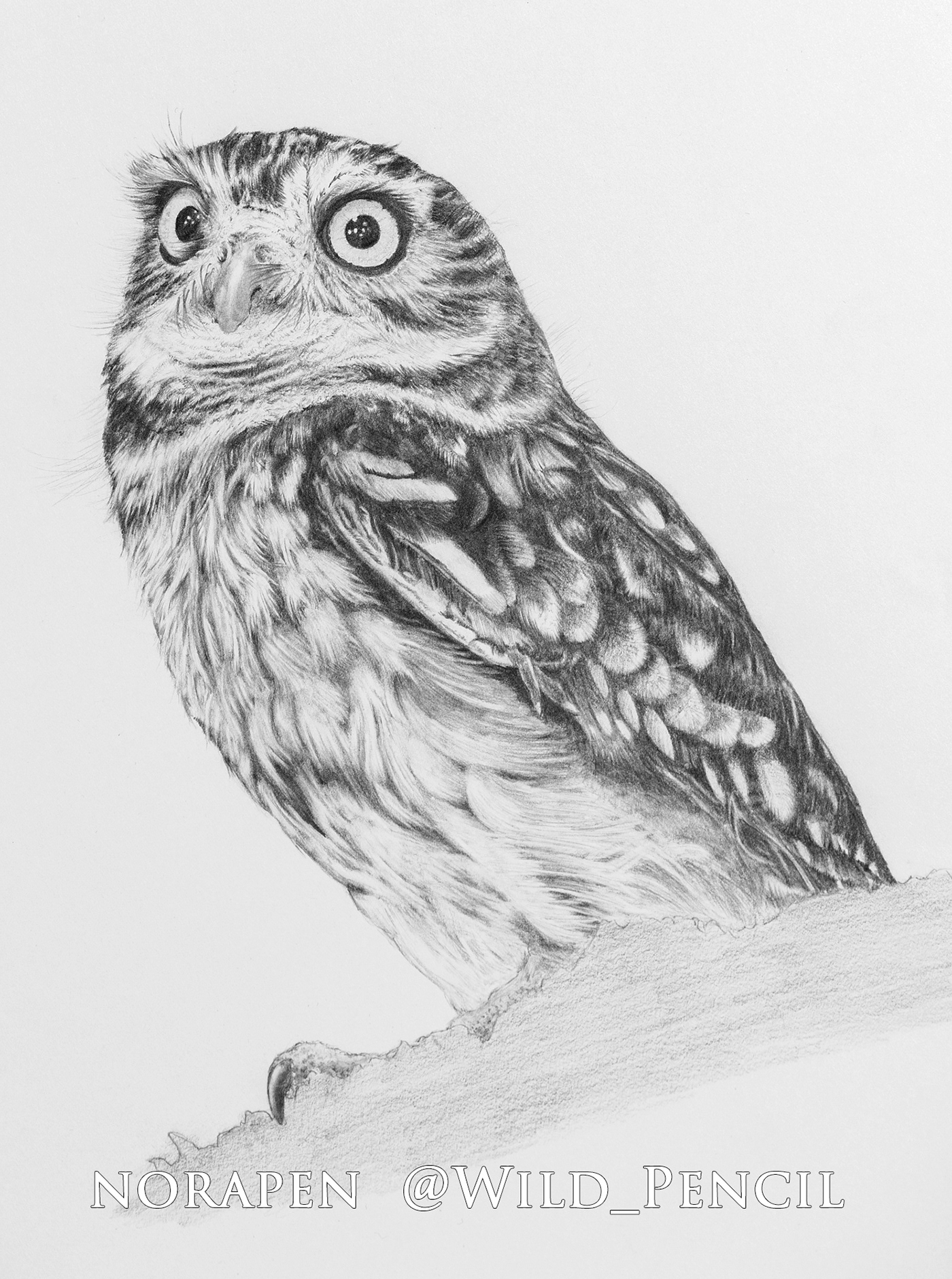 Owl Pencil Sketch at PaintingValley.com | Explore collection of Owl ...