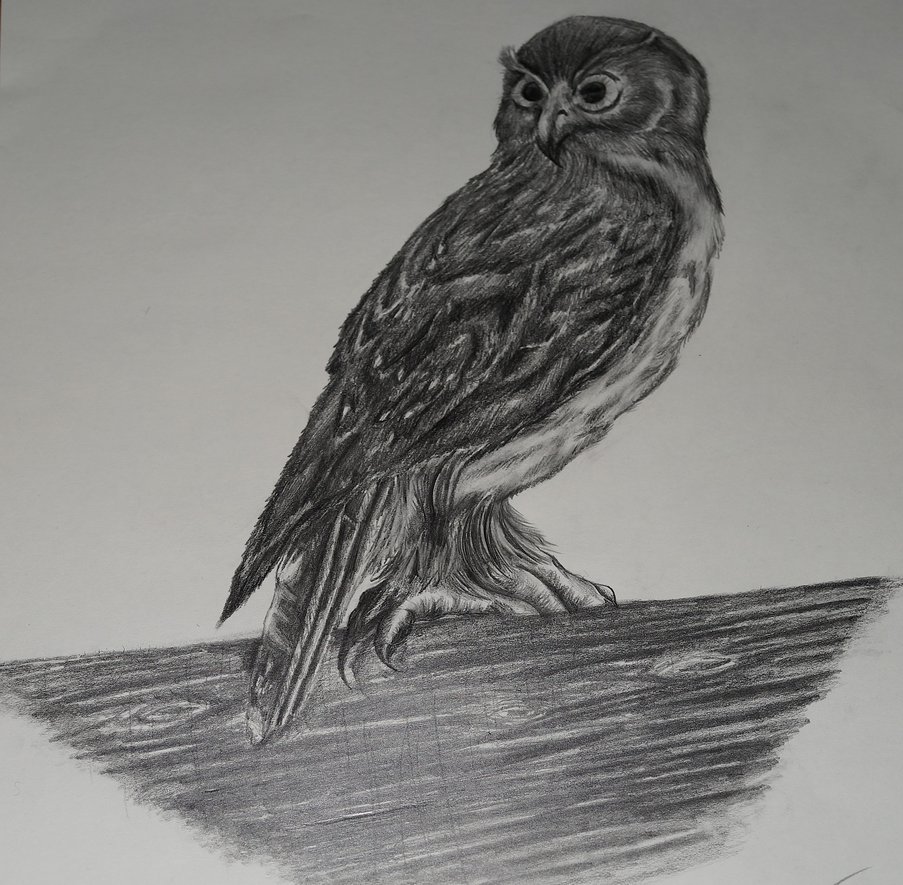 903x885 Australian Barking Owl (Pencil Sketch) By Adam The Person On - Owl Pencil Sketch
