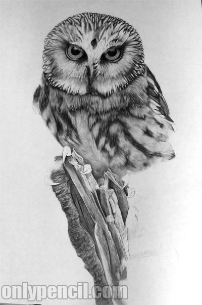 Owl Pencil Sketch At Paintingvalley.com 