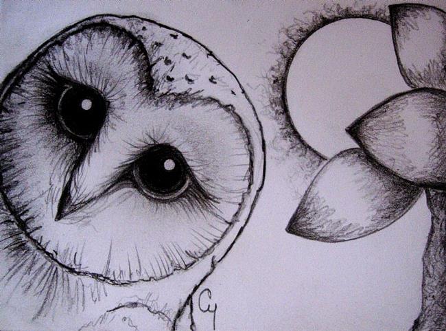 650x482 Barn Owl Pencil Drawing - Owl Pencil Sketch