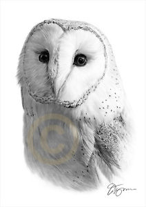 212x300 Barn Owl Pencil Drawing Art Print A4 A3 Signed Artwork By Uk - Owl Pencil Sketch