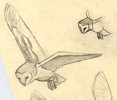 399x341 Barn Owl Sketches Owl Pencil Drawings - Owl Pencil Sketch