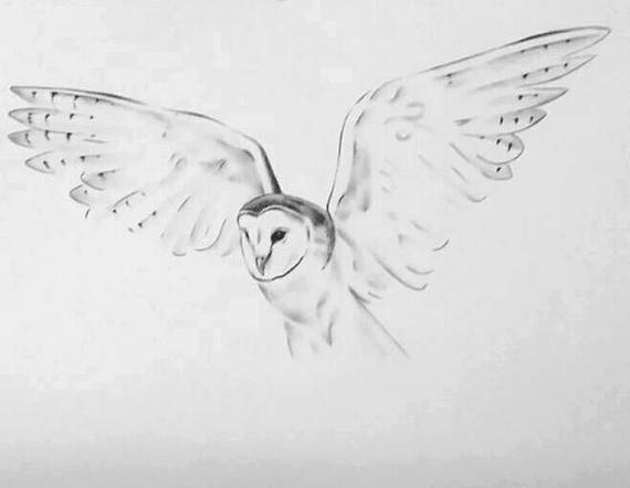 570x442 Original Flying Barn Owl 18x24 Pencil And Etsy - Owl Sketch