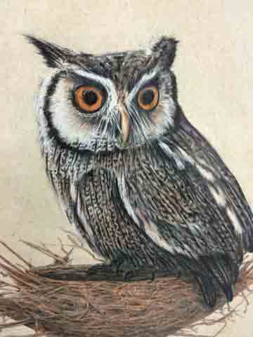 360x480 Owl Sketch And Branch Shadowbox Frame - Owl Sketch