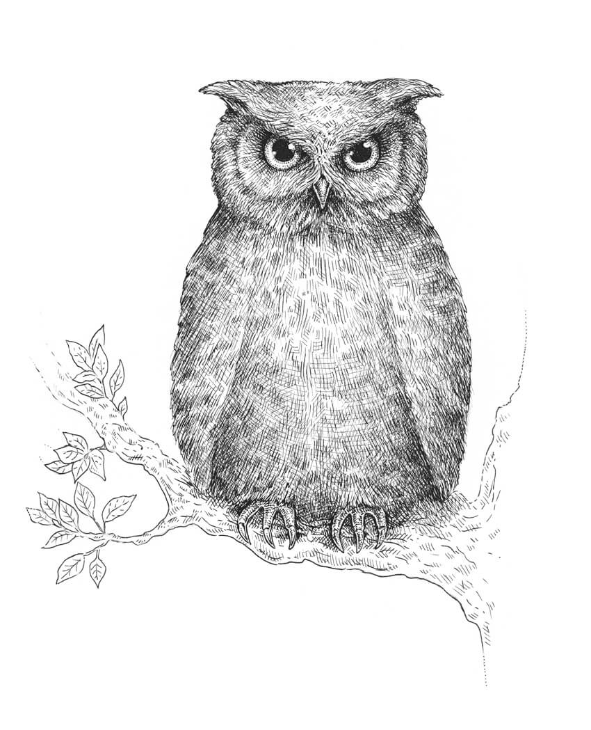 850x1049 How To Draw An Owl - Owl Sketch Art