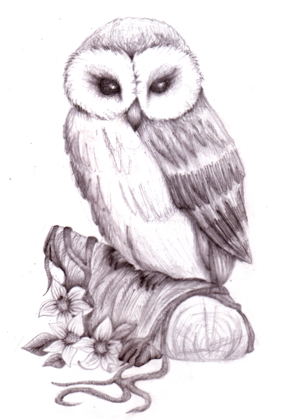 900x1338 Owl Pencil Sketch By Natzs101 - Owl Sketch Art