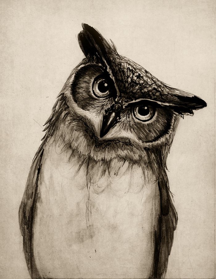 700x902 Owl Sketch Art Print Popular Art Prints Owl Sketch - Owl Sketch Art