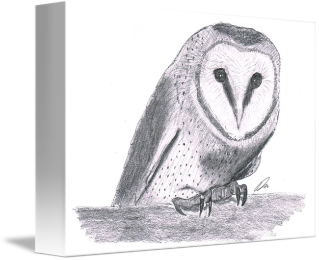 650x530 Owl Sketch By Damian Brown - Owl Sketch Art