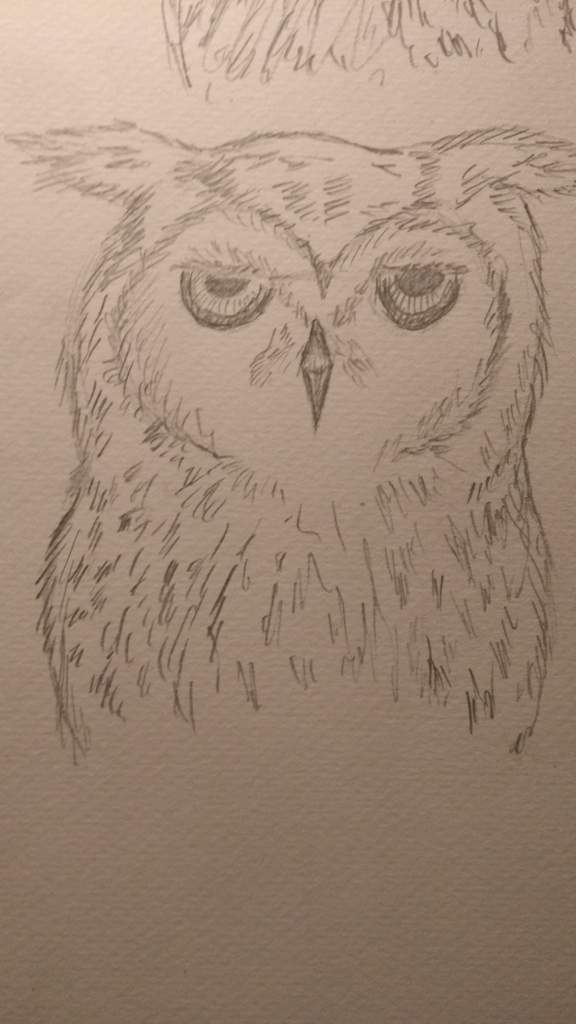 576x1024 Owl Art Amino - Owl Sketch Art