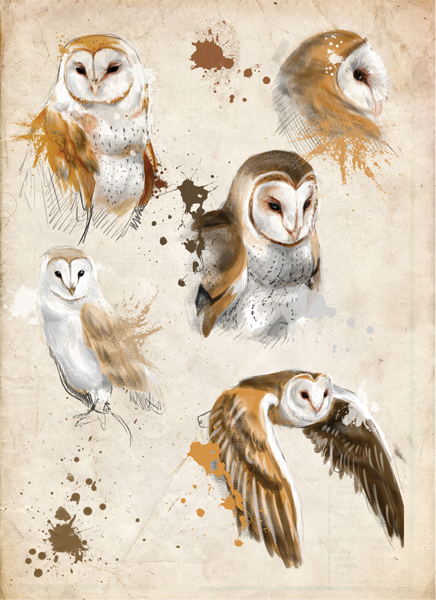 436x600 Pin By Linda Cordell On Owls Owl Sketch, Owl And - Owl Sketch Art
