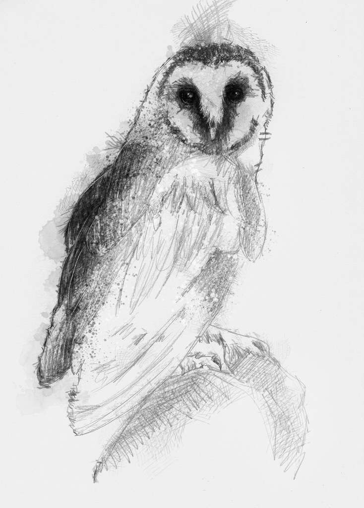 734x1024 Barn Owl - Owl Sketch Art
