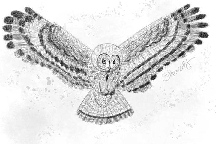 720x480 Owl Sketch By Penguinfreaksh - Owl Sketch Drawing