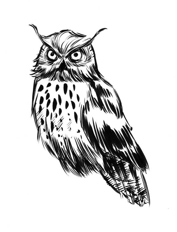 580x761 Owl Sketch By Elena Casagrande - Owl Sketch Drawing