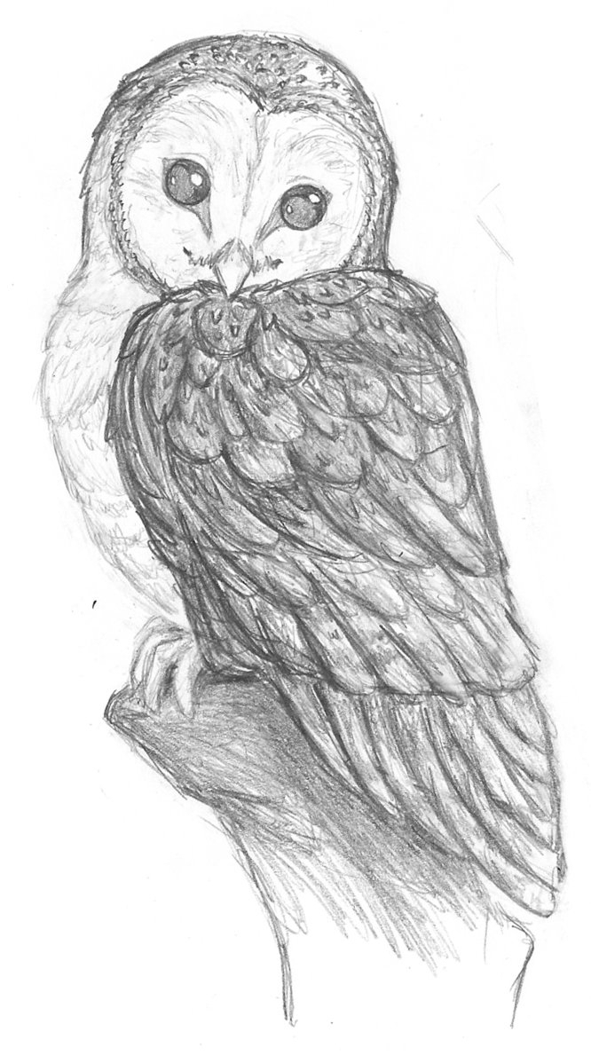 666x1198 Pencil Sketch Of Owl Pencil Sketches Of Owls Images Owl Pencil - Owl Sketch Drawing