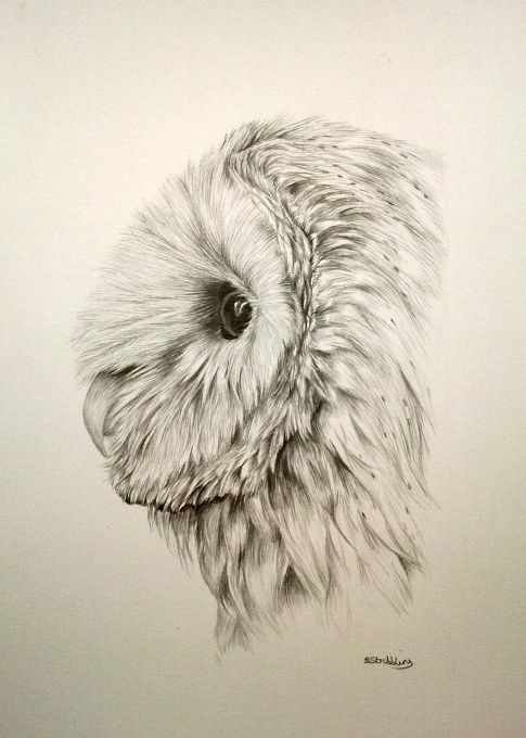 485x680 Pin By Ellen Bounds On Owl Sketches Owl, Sketches - Owl Sketch Drawing