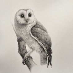 236x236 The 50 Best Tattoo Pencil Sketches Of Owls Images - Owl Sketch Drawing