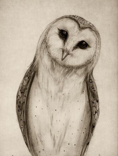 400x530 Barn Owl Sketch Art Print - Owl Sketch Drawing