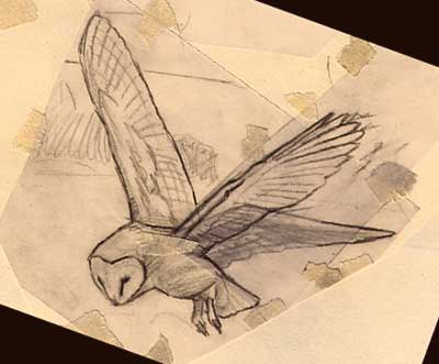 400x331 Barn Owl Sketches Owl Pencil Drawings - Owl Sketch Drawing