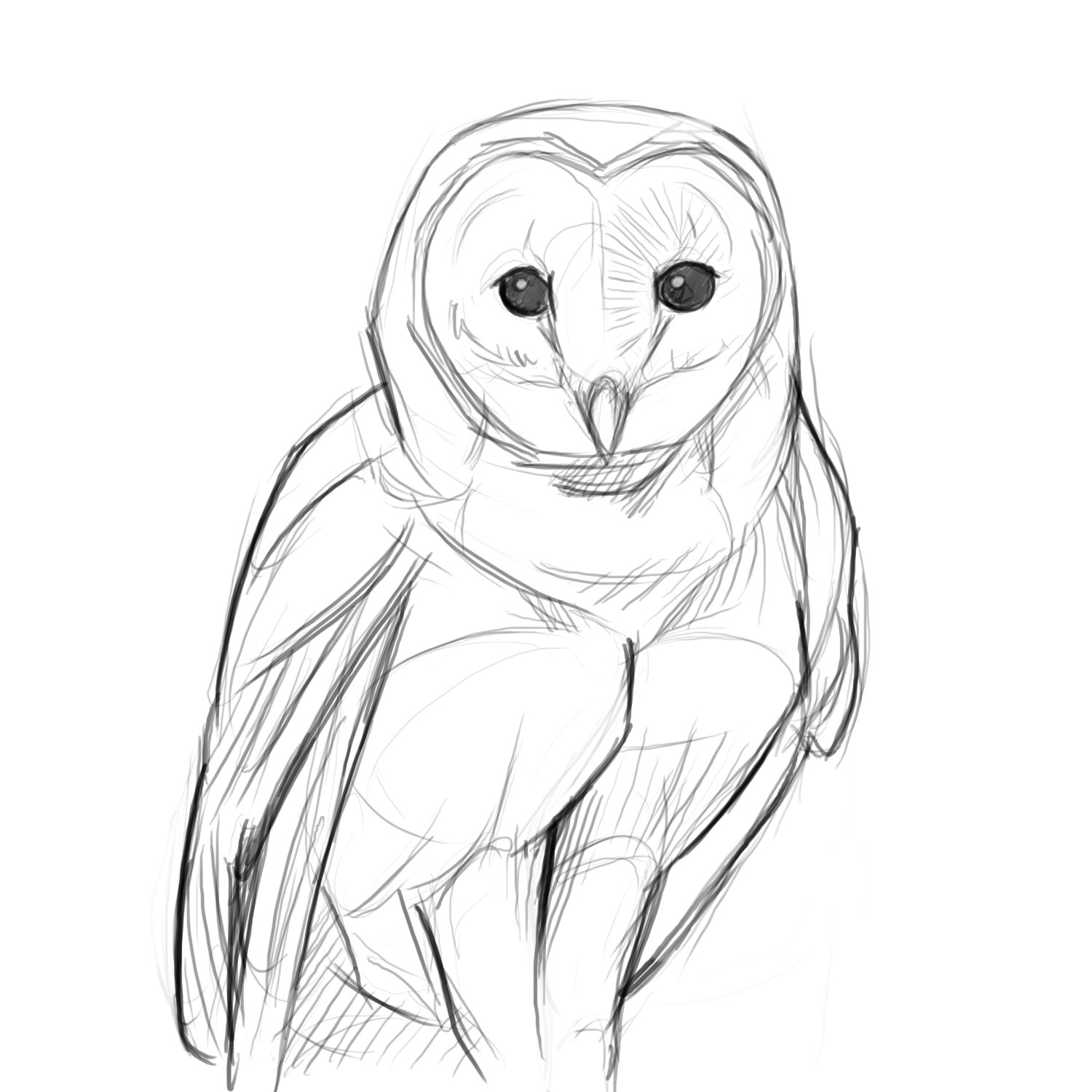 1500x1500 Labyrinth Barn Owl Sketch - Owl Sketch Images