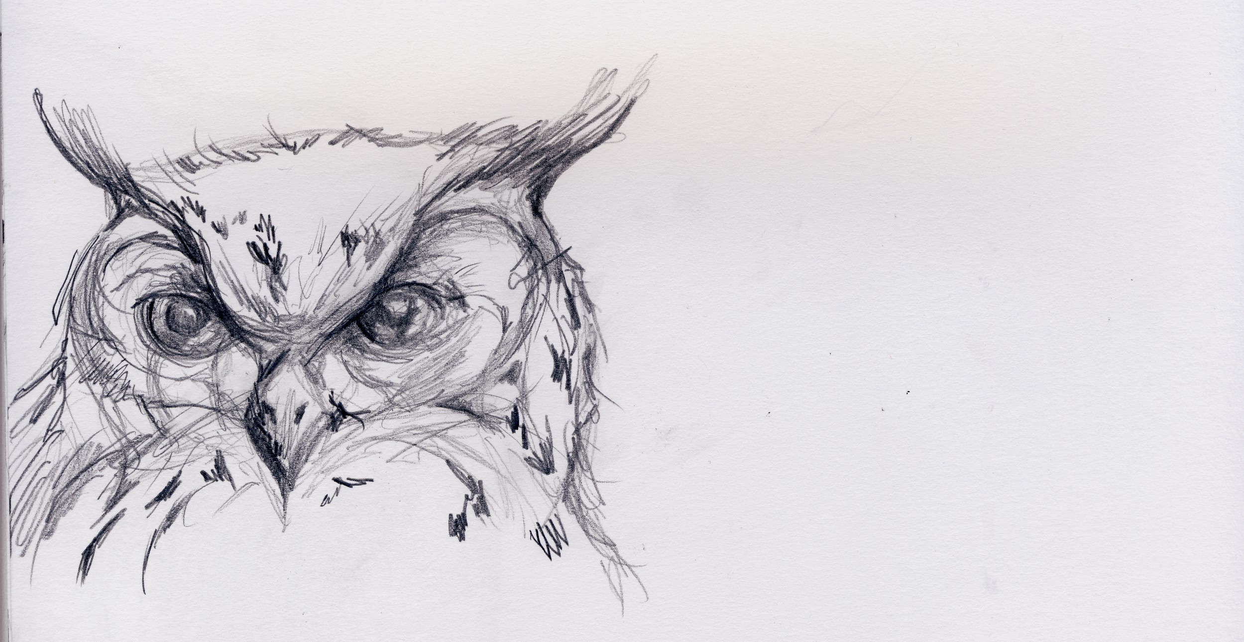2499x1290 Image - Owl Sketch Pictures