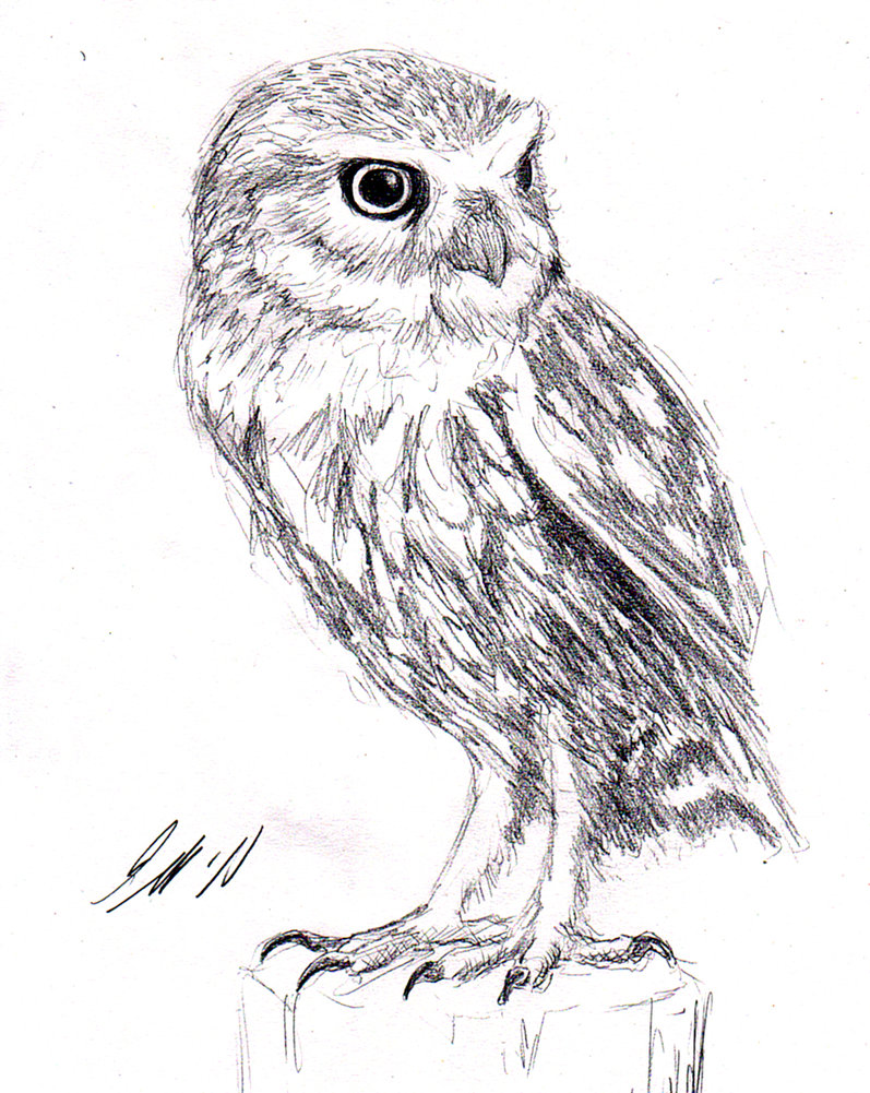 797x1001 Little Owl Sketch By Mostly Harmful - Owl Sketch Pictures