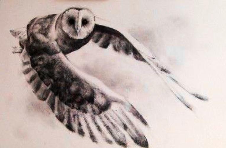 764x499 Owls And Things Owl Sketch - Owl Sketch Pictures