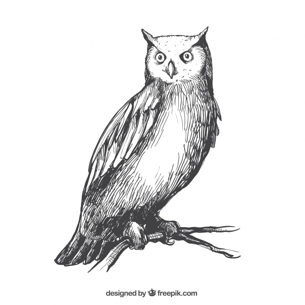 626x626 Realistic Owl Sketch Vector Free Download - Owl Sketch Pictures