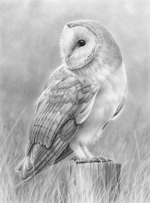 308x416 White Barn Owl Sketch - Owl Sketch Pictures