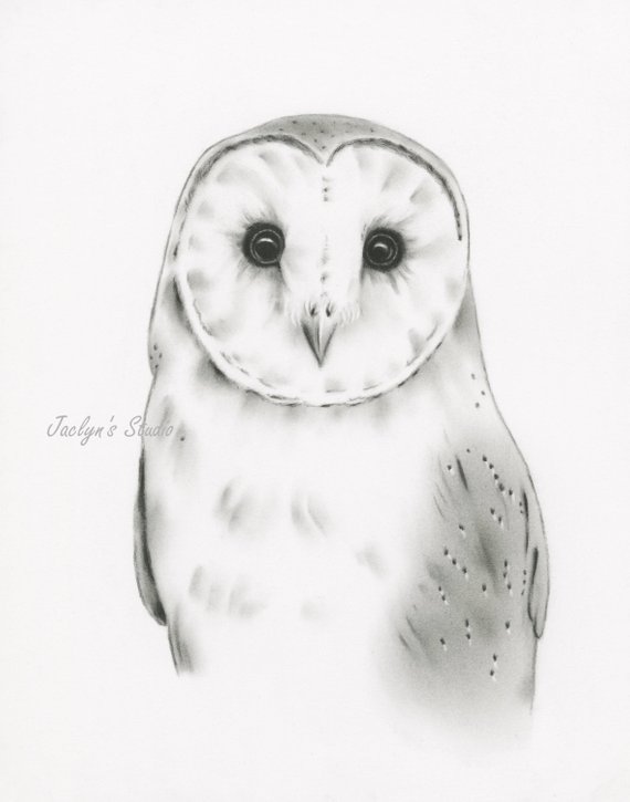 570x725 Barn Owl Print Barn Owl Art Barn Owl Drawing Owl Sketch Etsy - Owl Sketch Pictures