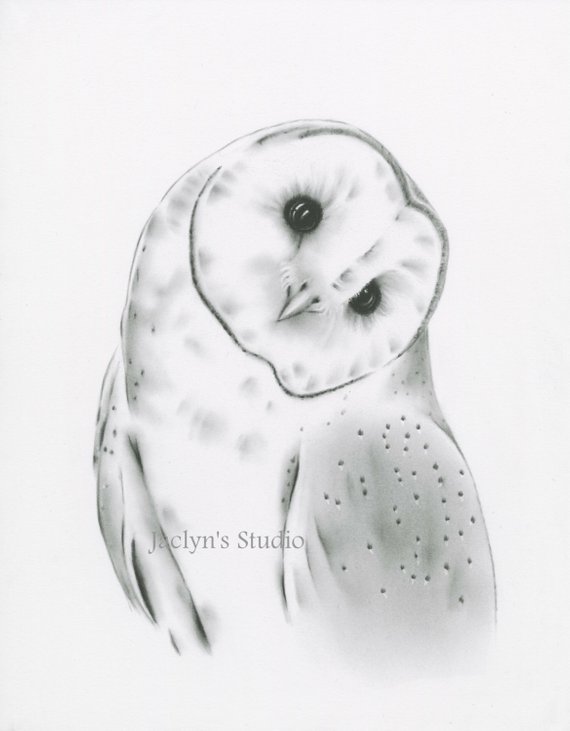 570x731 Barn Owl Print Owl Drawing Print Owl Sketch Owl Art Owl Etsy - Owl Sketch Pictures