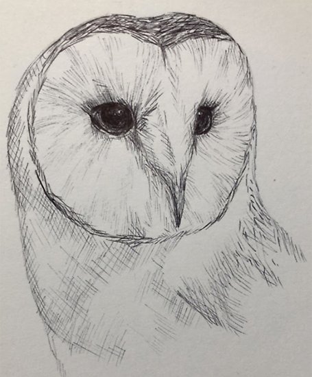 455x550 Barn Owl Sketch Posters By Alicedesigns297 Redbubble - Owl Sketch Pictures