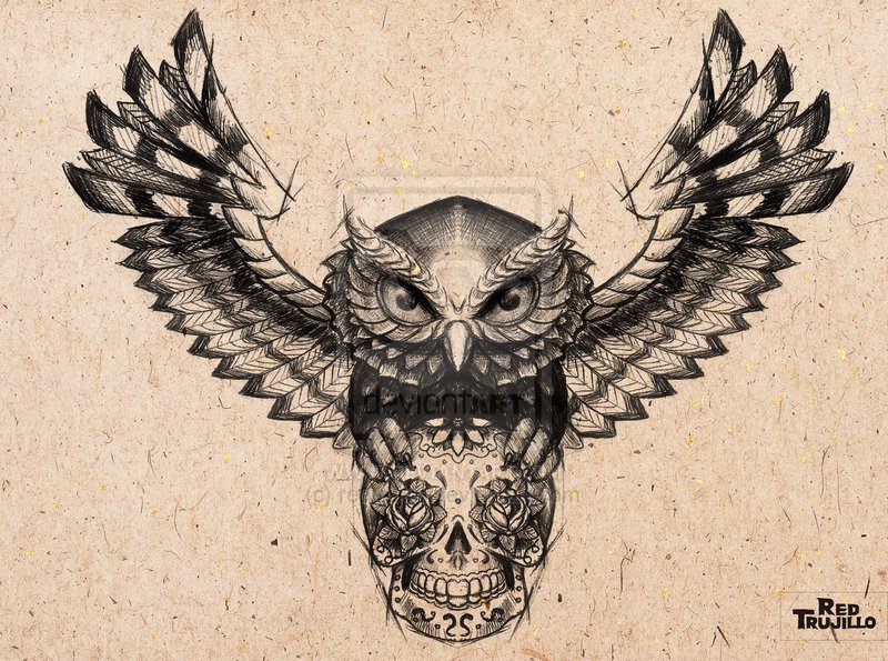 800x595 Owl And Skull Tattoo Designs - Owl Skull Sketch