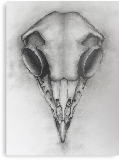 410x550 Owl Skull Metal Prints By Isonic Redbubble - Owl Skull Sketch
