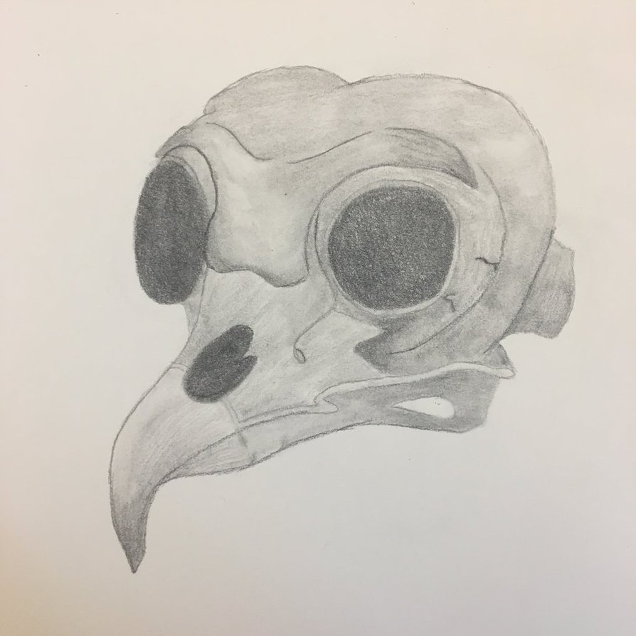 894x894 Owl Skull By Lydiaduggan - Owl Skull Sketch