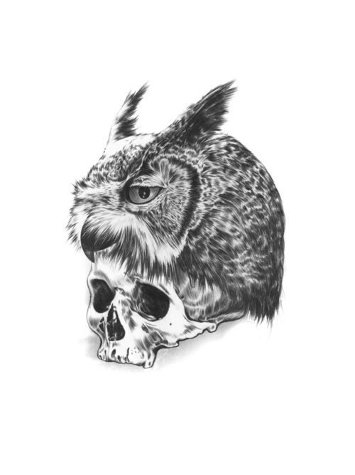 500x668 Owl Skull - Owl Skull Sketch