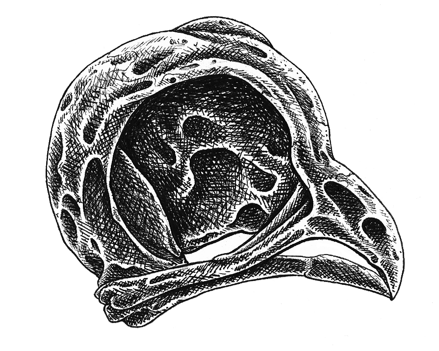 895x717 Owl Skull Jake Ward Illustration - Owl Skull Sketch