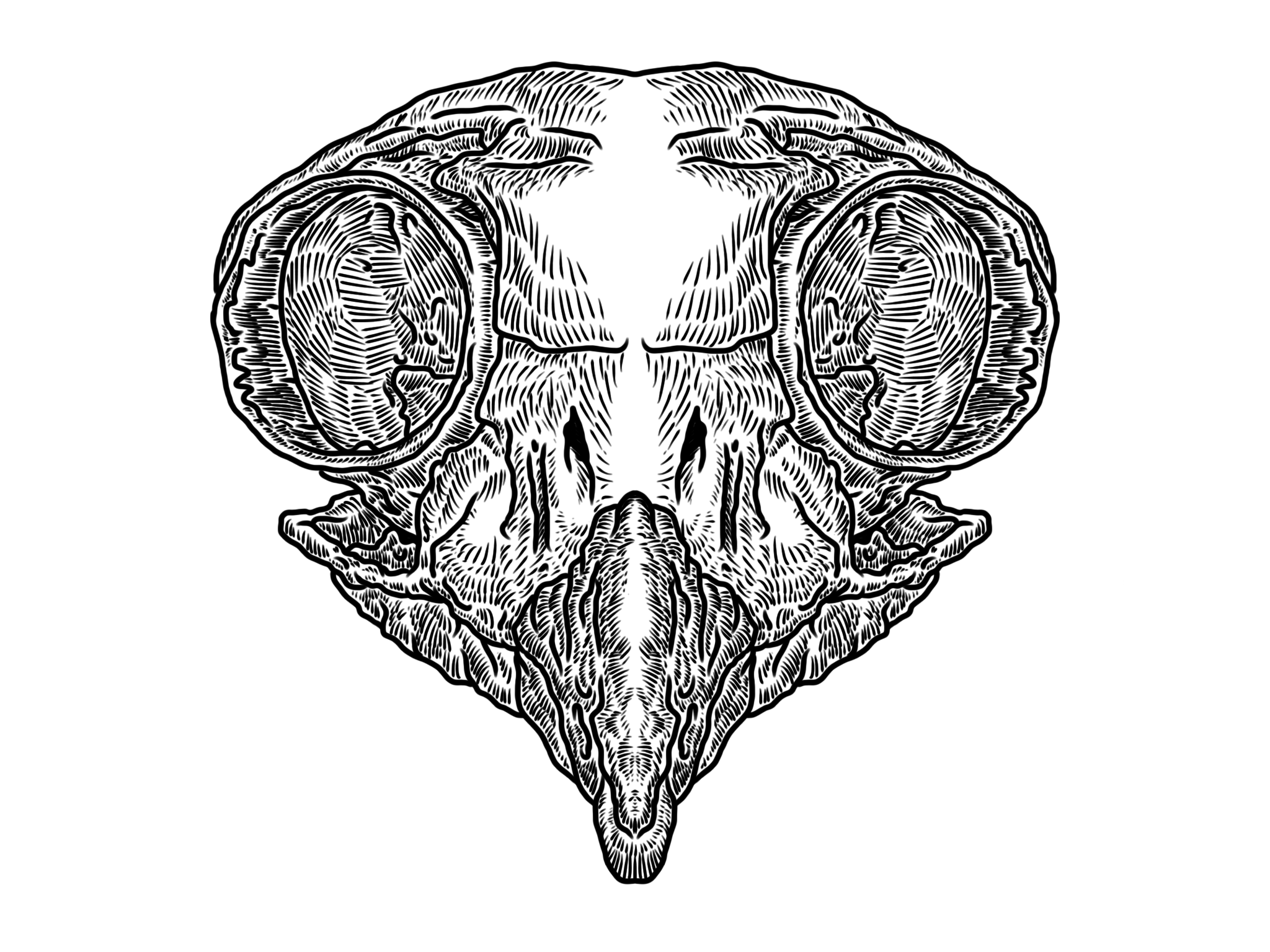 2048x1536 Owl Skull Illustration - Owl Skull Sketch