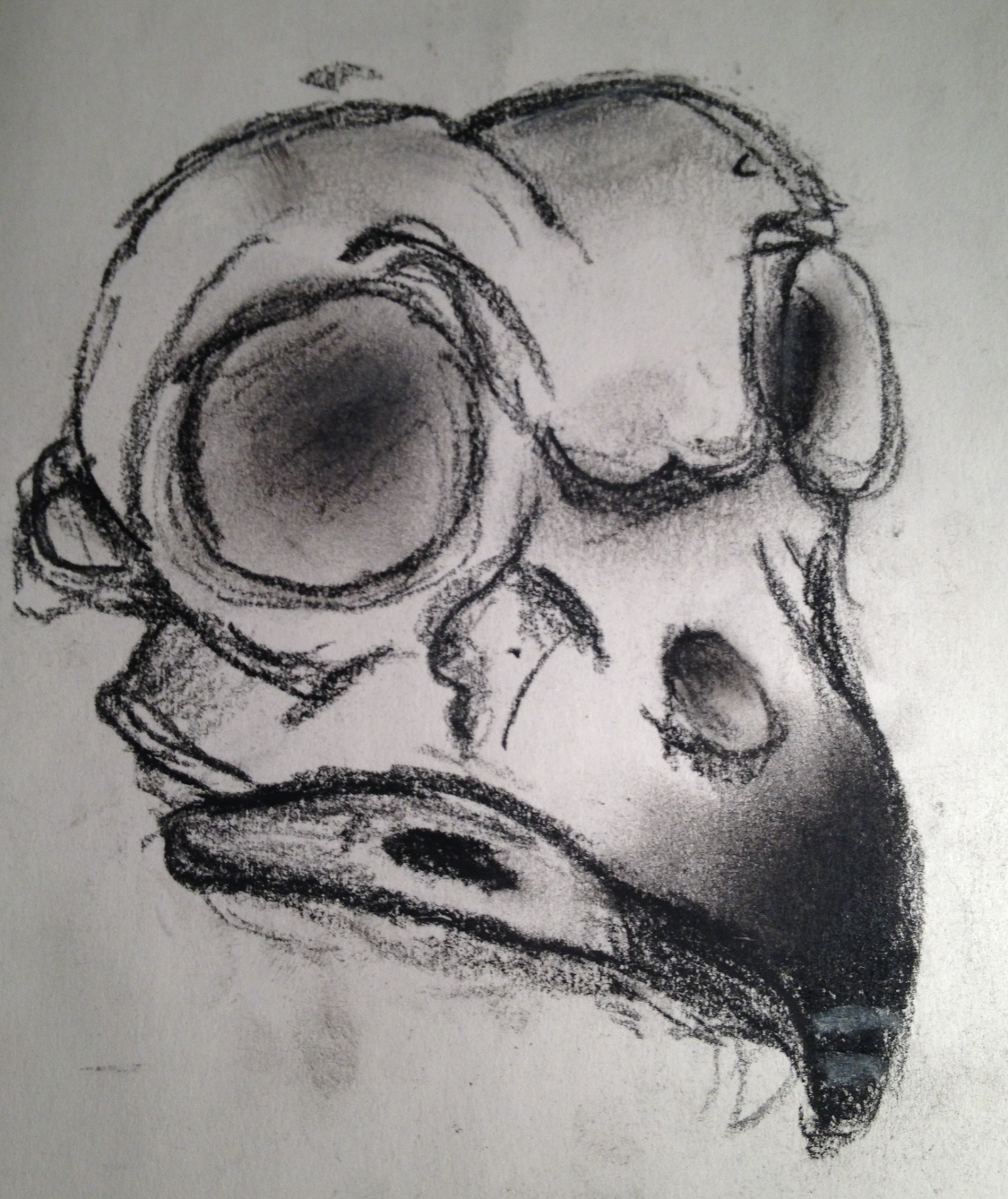 1125x1338 Charcoal Owl Skull By Kevrake On Newgrounds - Owl Skull Sketch