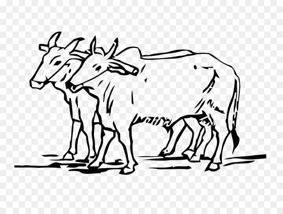 900x680 Ox Cattle Drawing Line Art Do Bailon Ki Katha - Ox Sketch
